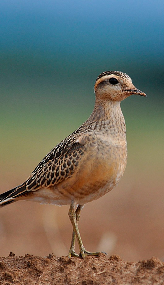 Der seltene Mornellregenpfeifer auf einem Feld bei Holzheim